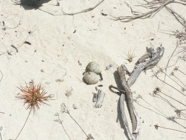104- Des oeufs de sterne sans surveillance sur le sable 